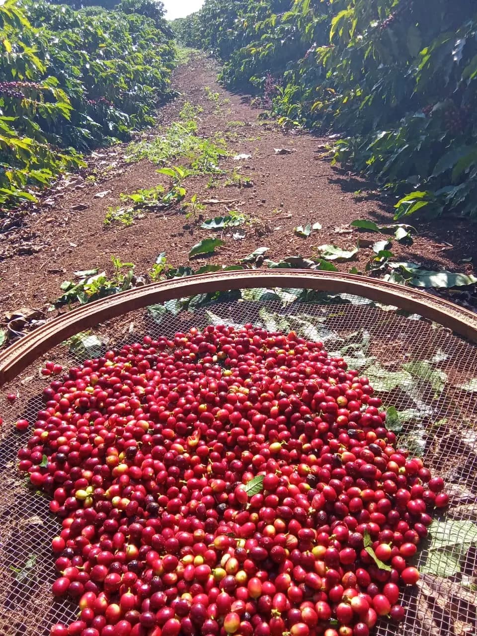 Cerejas maduras de café recém-colhidas